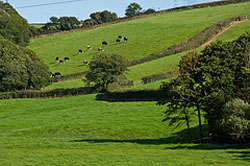 Devon countryside basking in the sunshine
