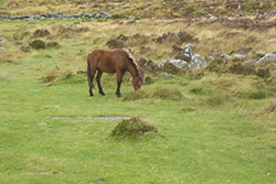 A Dartmoor pony grazing