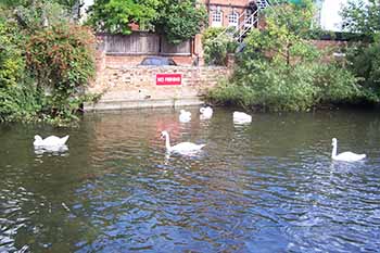 Swans on the water in Salisbury