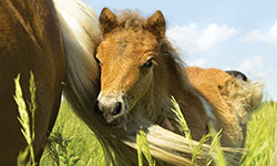 Horse riding at Nodes Point
