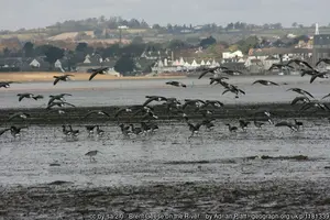 Birds on the River Exe in winter