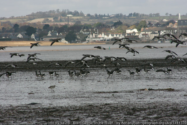 Birds on the River Exe in winter