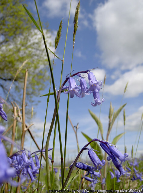 Bluebells in the Mendips