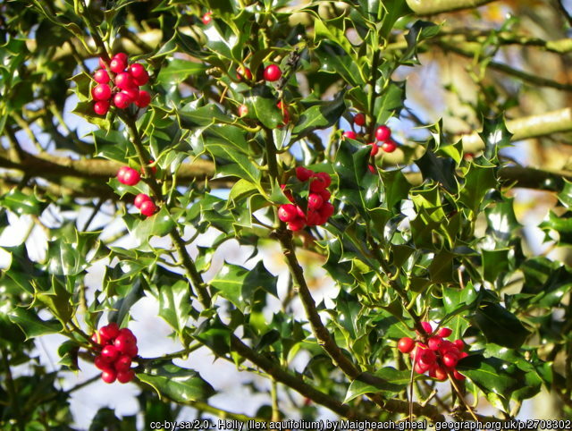 Holly berries