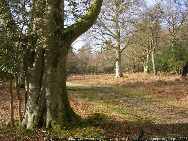 Oaks and beech trees in the New Forest in winter