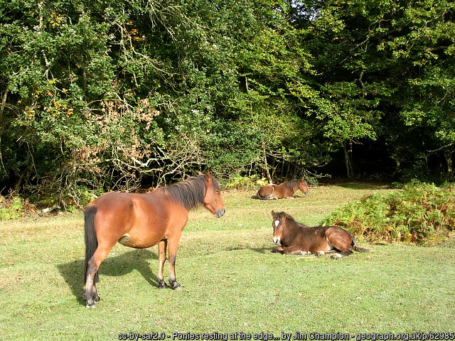 Ponies in the New Forest 