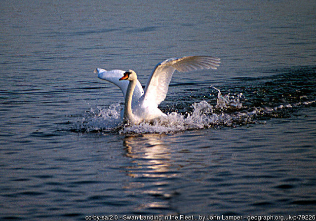 Swan on the water at Abbotsbury