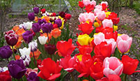 Tulips Mottisfont Abbey