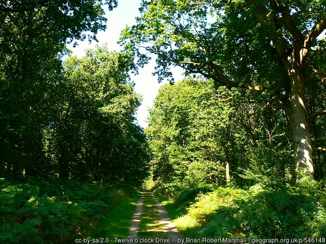 Twelve o'clock Drive, Savernake Forest