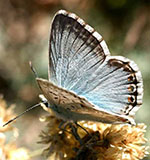 Chalk Hill Blue Butterfly Wessex