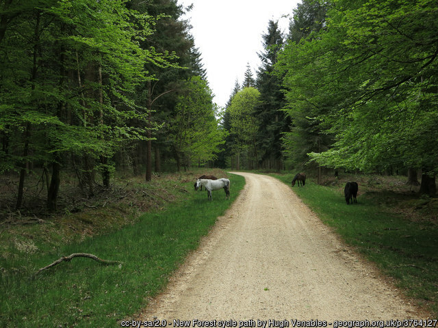 Cycle Path in the New Forest