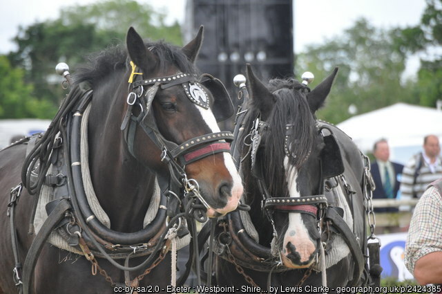 heavy horses