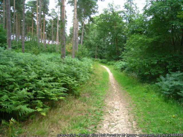 Alice Holt Forest