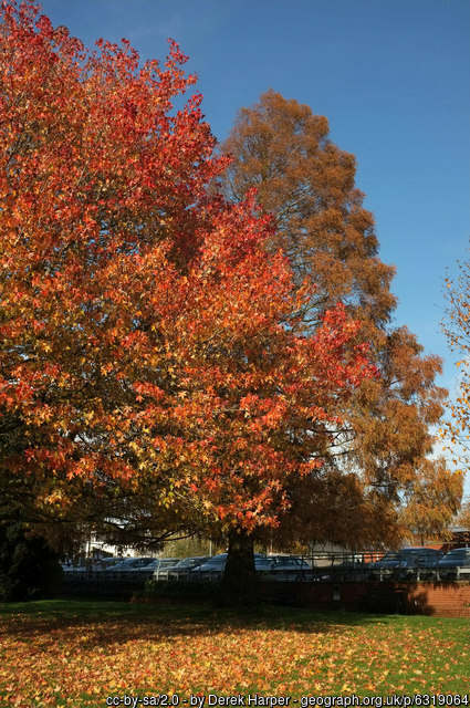 Autumn trees