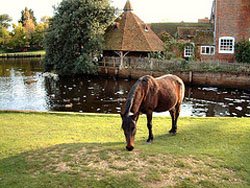 Hampshire Beaulieu