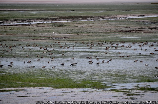 Thouands of birds on the Exe Estuary