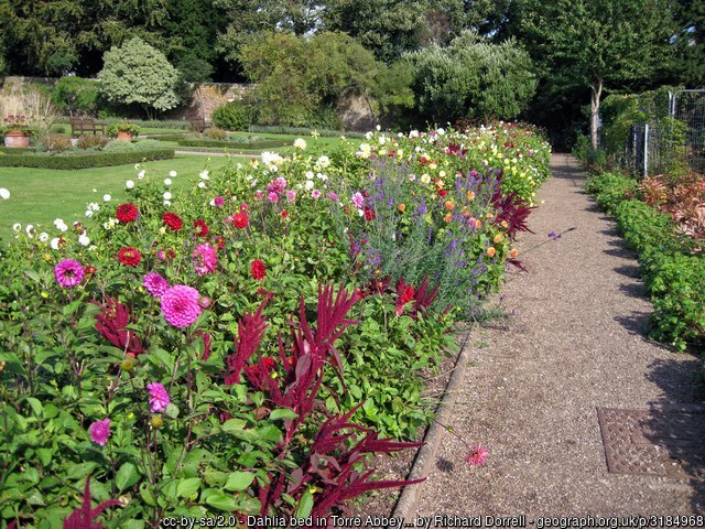 Dahlias, Torre Abbey 