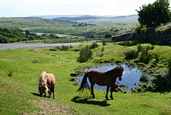 Dartmoor Dartmoor ponies