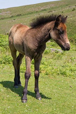 Devon Dartmoor pony