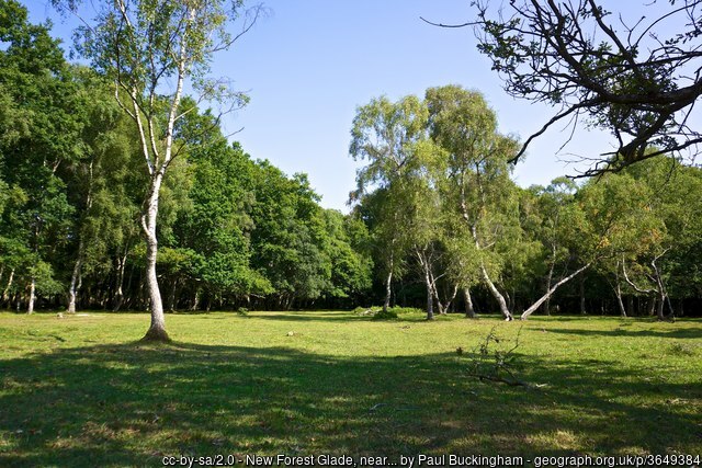 New Forest near Lyndhurst