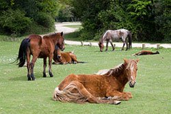 Southampton International Airport Coastal Footpath New Forest ponies