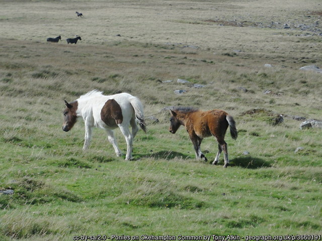 Ponies on Okehampton Common