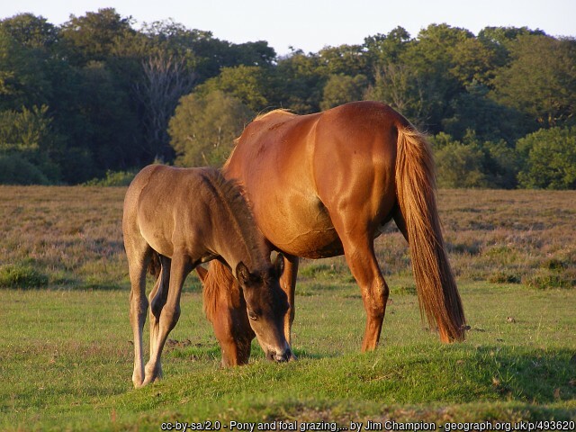 Pony and foal grazing in the New Forest
