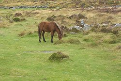 Pony on Dartmoor