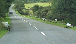Sheep on the road, Dartmoor