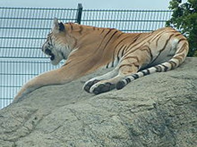 Park Resorts Tiger at Sandown Zoo Languard
