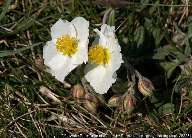 White Rock Rose