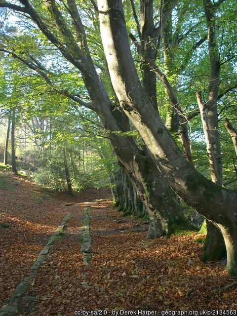 Yarner Wood along the Templer Way 