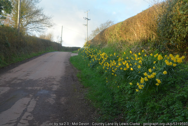 A lane with daffodils